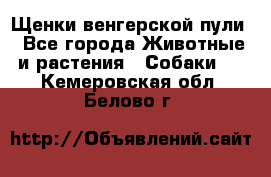 Щенки венгерской пули - Все города Животные и растения » Собаки   . Кемеровская обл.,Белово г.